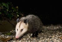 Vačice opossum (ilustrační foto).