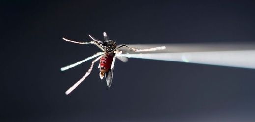 Virus šíří tropičtí komáři.