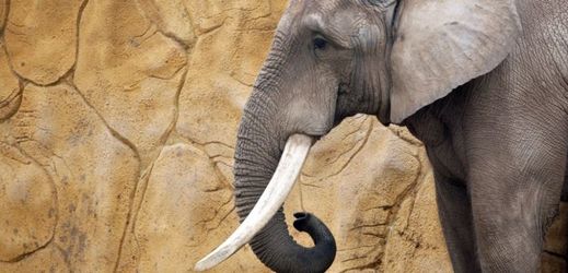 Slon vyhodil ven z výběhu velký kámen a zasáhl dívku do hlavy (ilustrační foto).