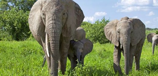 Pytláctví v Africe zažívá pokles kvůli úbytku slonů.