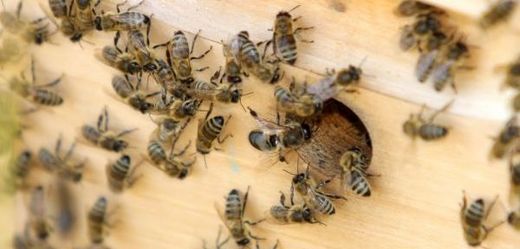 Včely nemohou nijak ohrozit bezpečnost letového provozu.