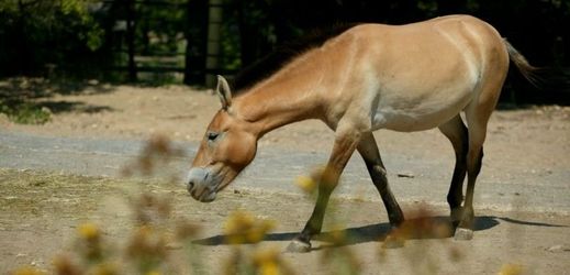 Těžištěm projektu Návrat divokých koní jsou každoroční převozy koní Převalského z Prahy do Mongolska.