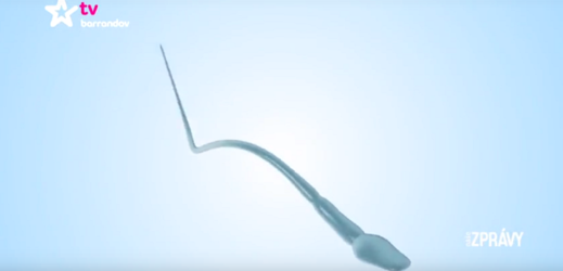 Spermie hraje hlavní úlohu v rozmnožovacím procesu. 