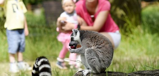 Zoo Ostrava hlásí rekordní návštěvnost.