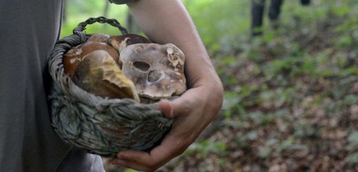 Více rostou houby v podhůří v okrajových částech republiky.