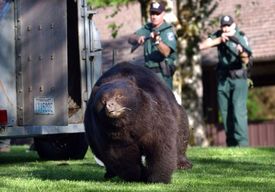 Město požádalo o odstřel dvaceti medvědů.