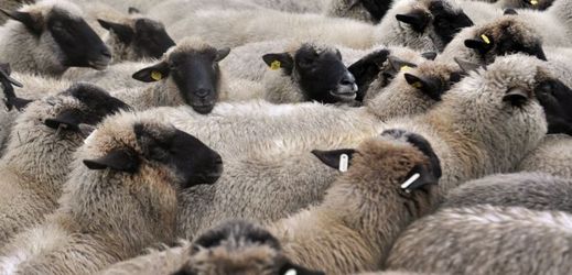 Stádo ovcí (ilustrační foto). 
