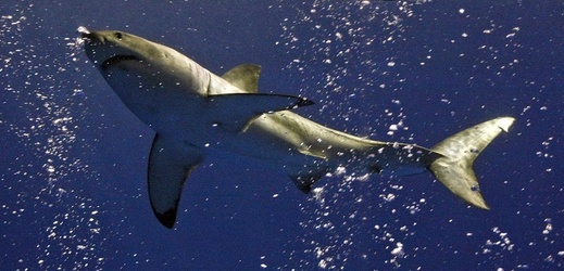 Filmový žralok (ilustrační foto).