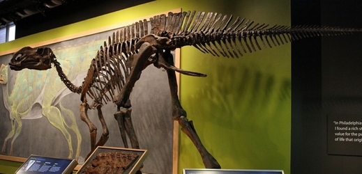 Hadrosauří kostra v muzeu (ilustrační foto).