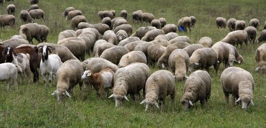 Ovce na pastvě (ilustrační foto).
