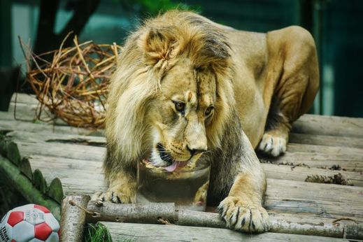 Lev berberský patří k větším druhům lva.