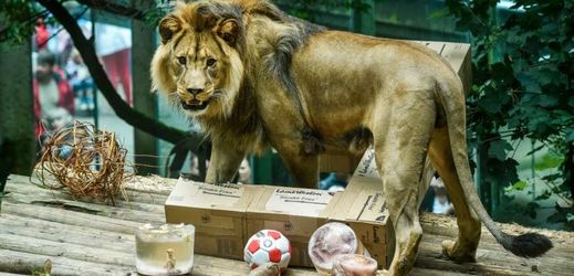 Lvi dostali zmrzlý masový dort a hračky vyrobené z lepenkových krabic.