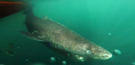 Žralok, žijící v grónských vodách, tu mohl žít bezmála čtyři sta let, odhadují vědci.