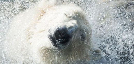 Lední medvěd z pražské zoo.