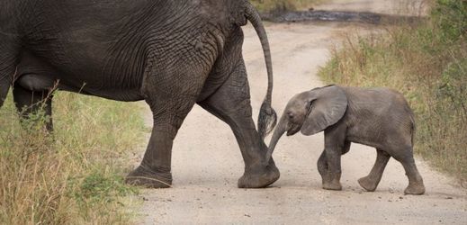 Putující sloni dělají v Keni problém zejména farmářům (ilustrační foto).