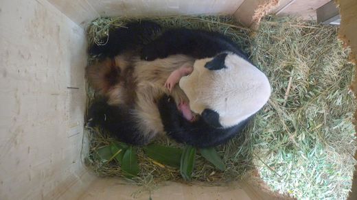 Pandí dvojčata se ve vídeňské zoo narodila počátkem srpna.