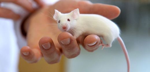 K pokusům bylo loni použito zhruba 74 tisíc laboratorních myší.