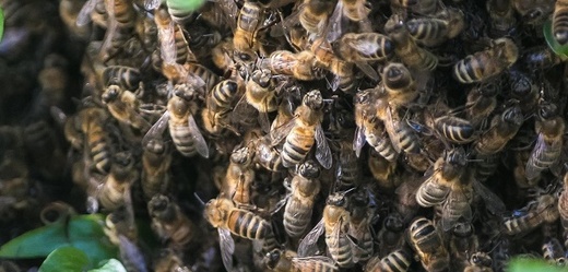 Včely v nemocnici žily zhruba pět let.