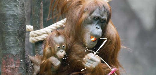 Orangutanky v pražské zoo. Maminka Mawar a mládě Diri.