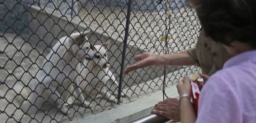 Psy severokorejské zoo daroval sám vůdce KLDR Kim Čong-un.