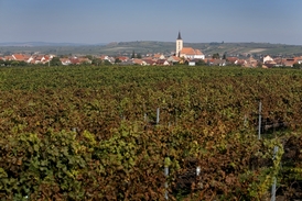 Některé vinice poškodily jarní mrazy, vinaři přesto čekají povedený rok.