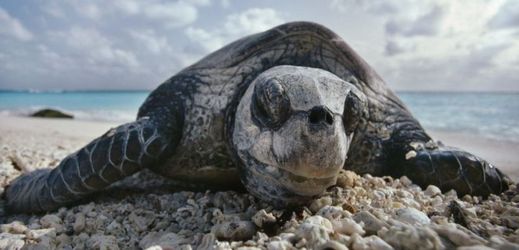 V rezervaci žijí mořské želvy, tuleni havajští a miliony mořských ptáků.