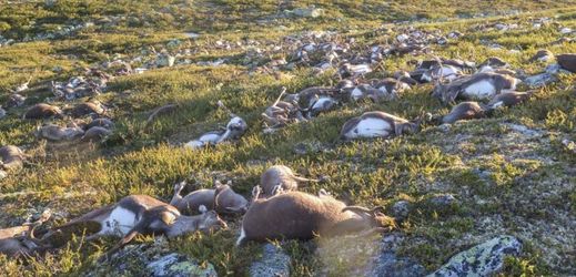 Úder blesku zabil ve středním Norsku stádo divoce žijících sobů. 