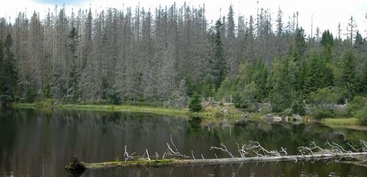 Národní park Šumava je předmětem sporů ohledně rozlohy území, které bude ponecháno přirozenému vývoji bez zásahu člověka.