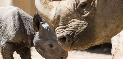 Nosorožci patří k velmi ohroženým druhům (ilustrační foto).