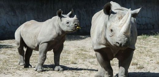 Zoo Dvůr Králové patří mezi nejúspěšnější chovatele nosorožců dvourohých v zajetí na světě.