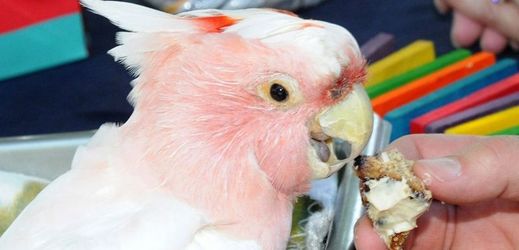 V roce 2014 se Cookie zapsal do Guinessovy knihy rekordů jako nejstarší papoušek na světě.