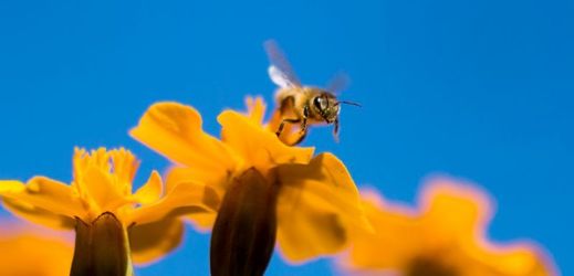 Na venkově postihuje včelstva vysoká úmrtnost. V 90. letech se jednalo o 5 procent, nyní jde o 35 procent (ilustrační foto).