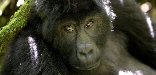 Gorila východní (ilustrační foto).