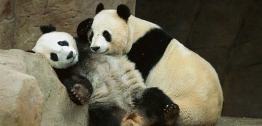 Panda velká (ilustrační foto).