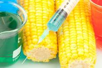 Geneticky modifikovaná kukuřice (ilustrační foto).