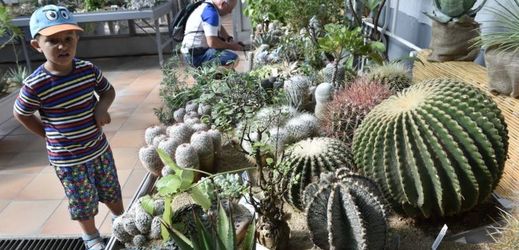 Výstava se zaměří na kaktusy z Mexika.