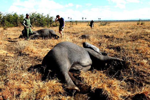 Sloni uspaní v Malawi.