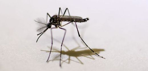 Přenašeči viru zika jsou komáři.
