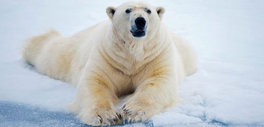 Lední medvědi se usídlili poblíž ruské meteorologické stanice v Karském moři (ilustrační foto).
