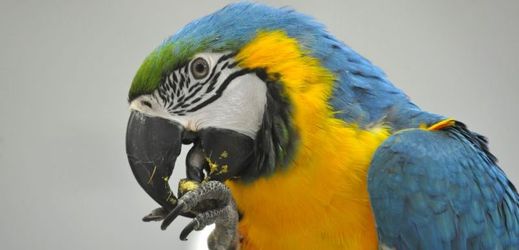 Letošní Exota nabídne téměř kompletní sbírku papoušků ara.