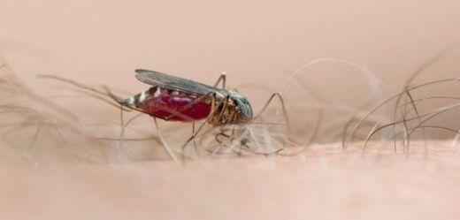 Horečku chikungunya přenášejí komáři.