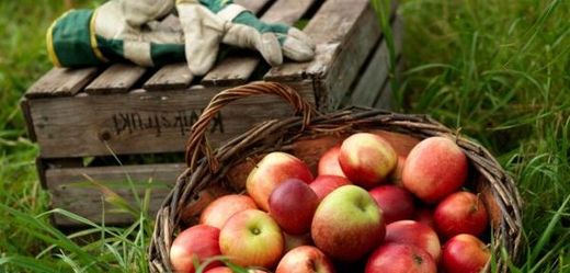 Letošní úroda jablek v sadech bude nižší kvůli počasí. 