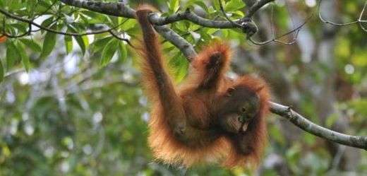 Tříletý orangutan Otan se učí, jak se o sebe postarat.