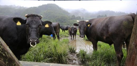 Krávy v Japonsku studují vědci (ilustrační foto). 