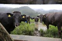 Krávy v Japonsku studují vědci (ilustrační foto). 