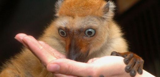 Ve volné přírodě je lemur Sclaterův velmi málo prozkoumaným druhem.