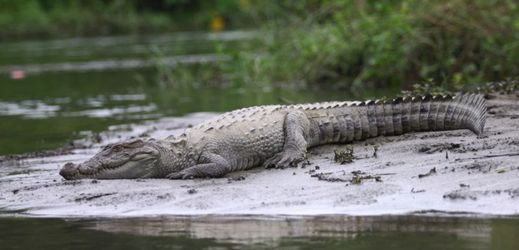 Krokodýl napadl chovatele (ilustrační foto).