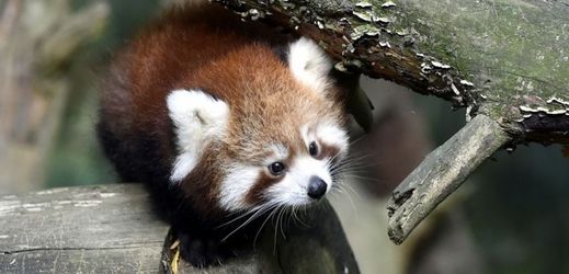 Mláďatům pandy červené ve zlínské zoo jsou tři měsíce.
