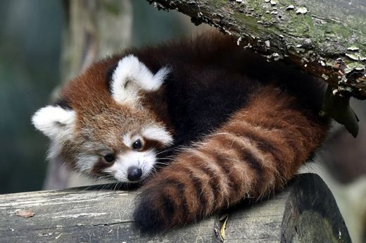 Pandy červené jsou ve volné přírodě často loveny pro kožešinu.