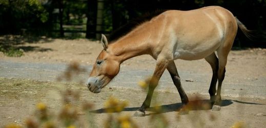 Každý rok pražská zoo odváží do jihozápadního Mongolska tři nebo čtyři koně.